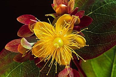 米哈游公开《原神》新角色珐露珊介绍视频